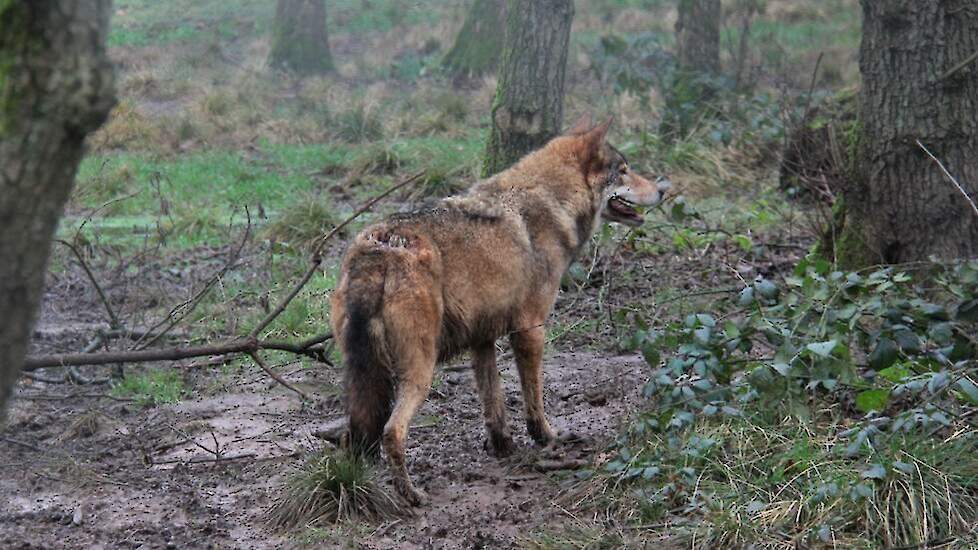 000 € Wolfsschutz: Friesland Fördert Maßnahmen