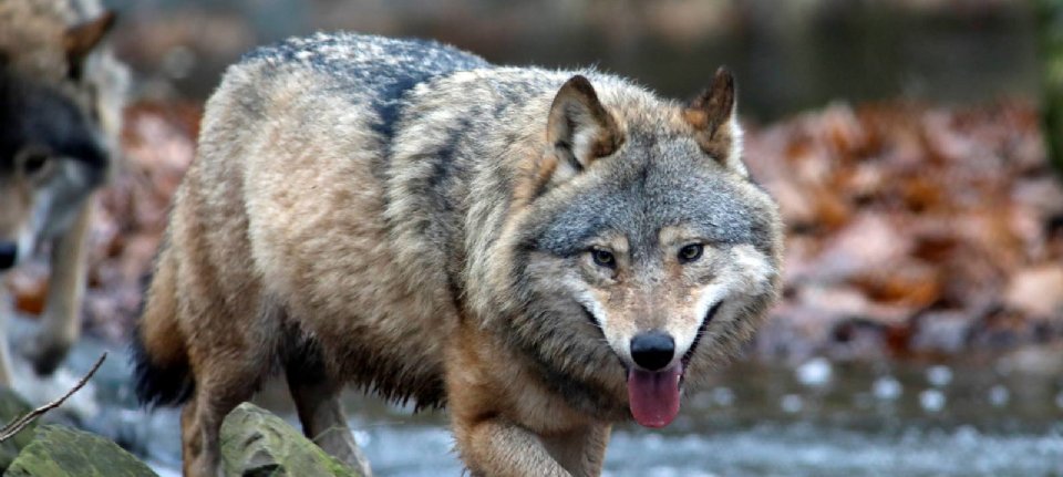 Wolfsmanagementplan: Drenthe-Parlament Kritisch